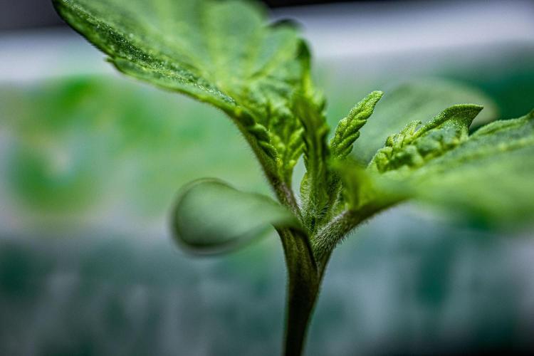 Sticky Broccoli Zamnesia EternityGrowCup. Week 1 - Day 5 #2