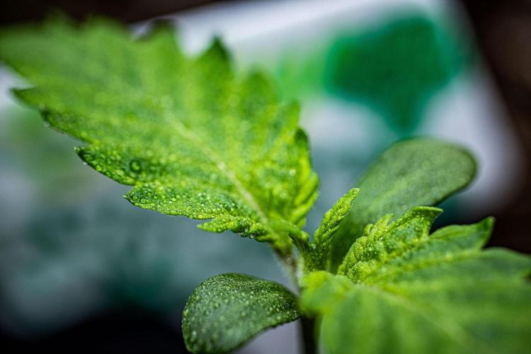 Sticky Broccoli Zamnesia EternityGrowCup. Week 1 - Day 5 #2