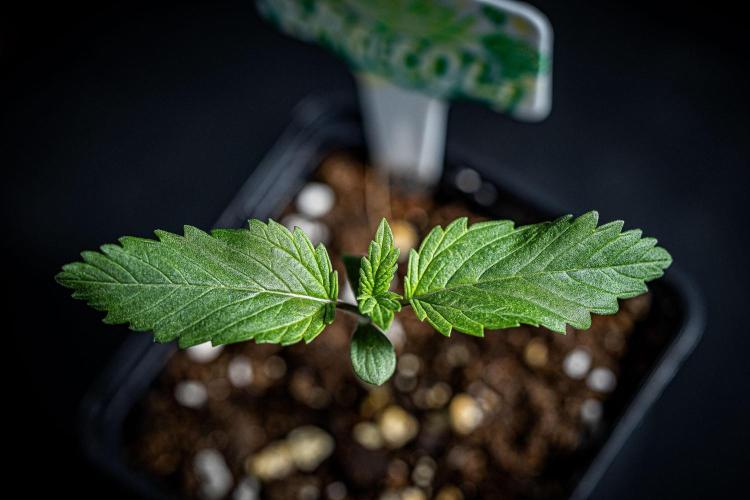 Sticky Broccoli Zamnesia EternityGrowCup. Week 1 - Day 7 #1
