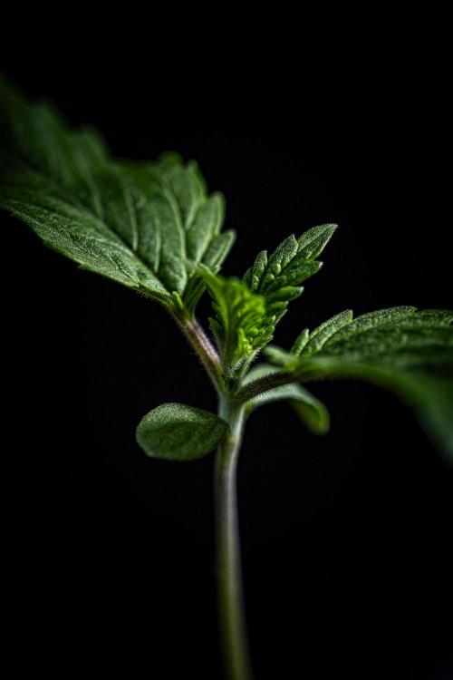 Sticky Broccoli Zamnesia EternityGrowCup. Week 1 - Day 7 #1