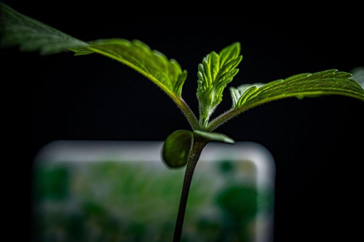 Sticky Broccoli Zamnesia EternityGrowCup. Week 1 - Day 7 #1