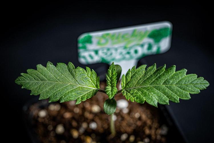 Sticky Broccoli Zamnesia EternityGrowCup. Week 1 - Day 7 #2