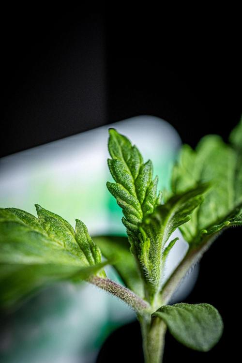 Sticky Broccoli Zamnesia EternityGrowCup. Week 1 - Day 7 #2