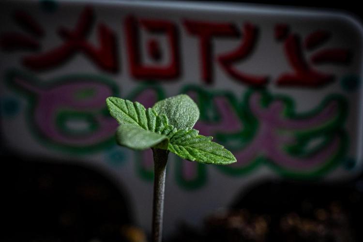 Nori Cake Green House Seed Co.. Week 1 - Day 1