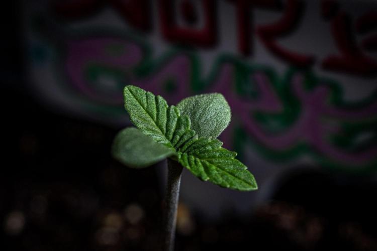 Nori Cake Green House Seed Co.. Week 1 - Day 1