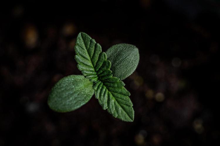 Nori Cake Green House Seed Co.. Week 1 - Day 1