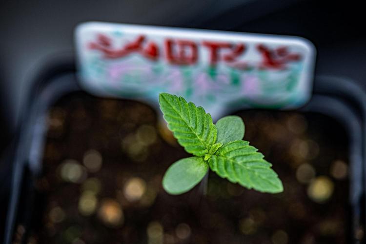 Nori Cake Green House Seed Co.. Week 1 - Day 3