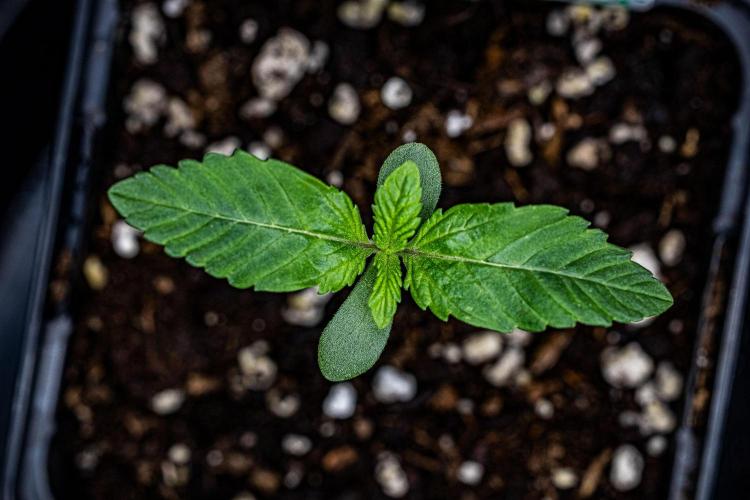 Nori Cake Green House Seed Co.. Week 1 - Day 5