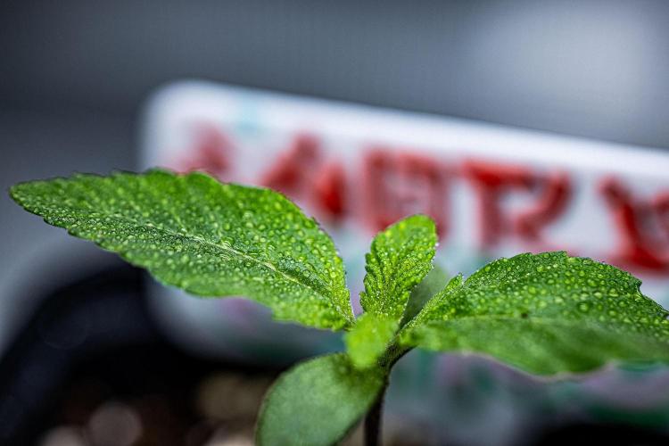 Nori Cake Green House Seed Co.. Week 1 - Day 5