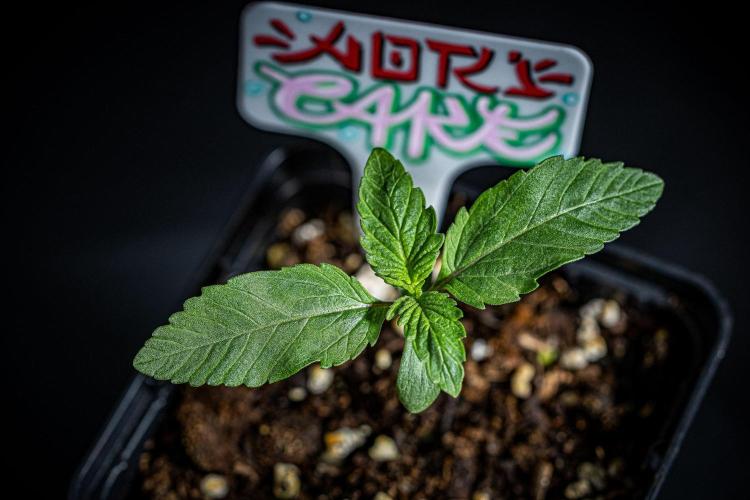 Nori Cake Green House Seed Co.. Week 1 - Day 7