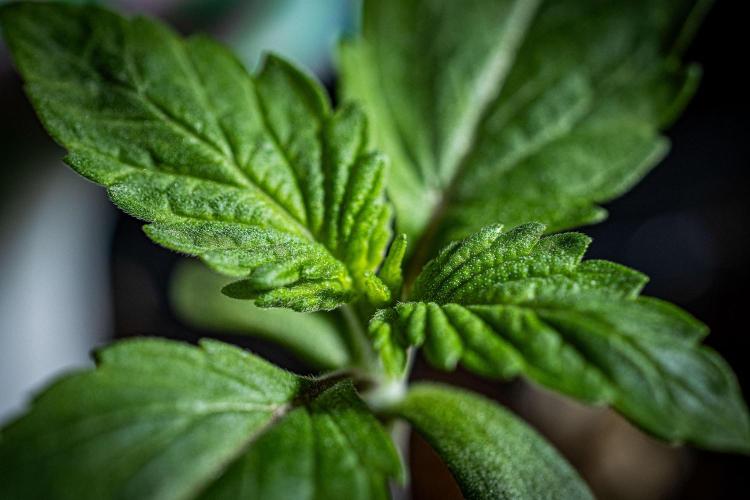 Nori Cake Green House Seed Co.. Week 1 - Day 7