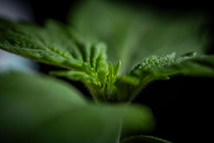 Nori Cake Green House Seed Co.. Week 1 - Day 7