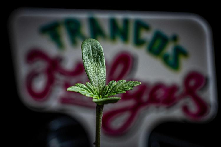 Franco's Fullgas! Green House Seed Co.. Week 1 - Day 1