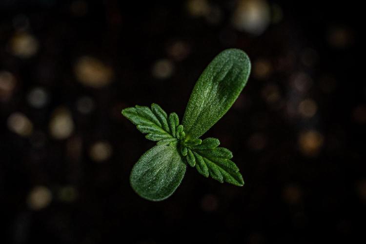 Franco's Fullgas! Green House Seed Co.. Week 1 - Day 1