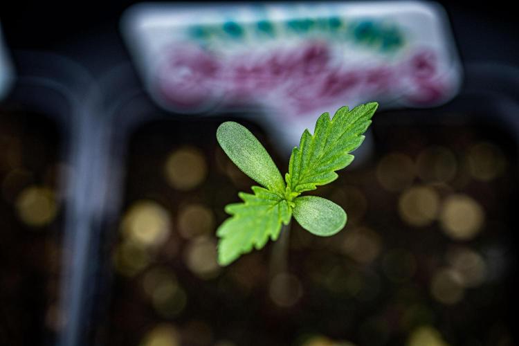 Franco's Fullgas! Green House Seed Co.. Week 1 - Day 3