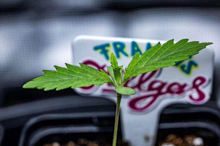 Franco's Fullgas! Green House Seed Co.. Week 1 - Day 5