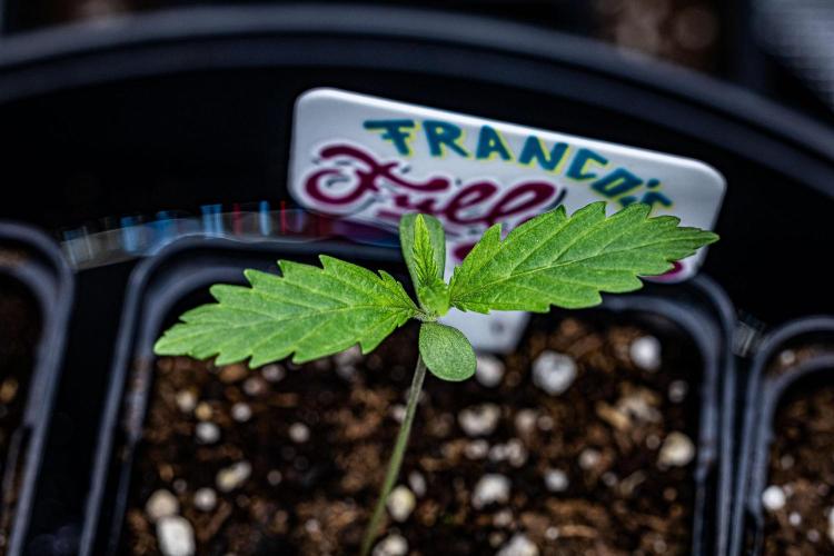 Franco's Fullgas! Green House Seed Co.. Week 1 - Day 5