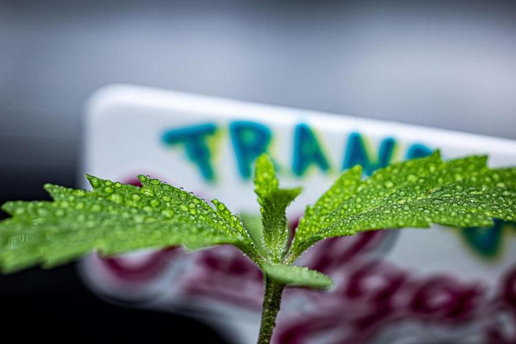 Franco's Fullgas! Green House Seed Co.. Week 1 - Day 5