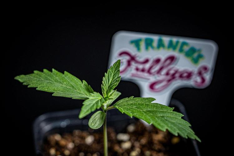 Franco's Fullgas! Green House Seed Co.. Week 1 - Day 7