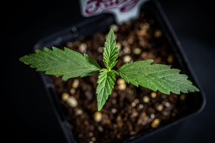 Franco's Fullgas! Green House Seed Co.. Week 1 - Day 7