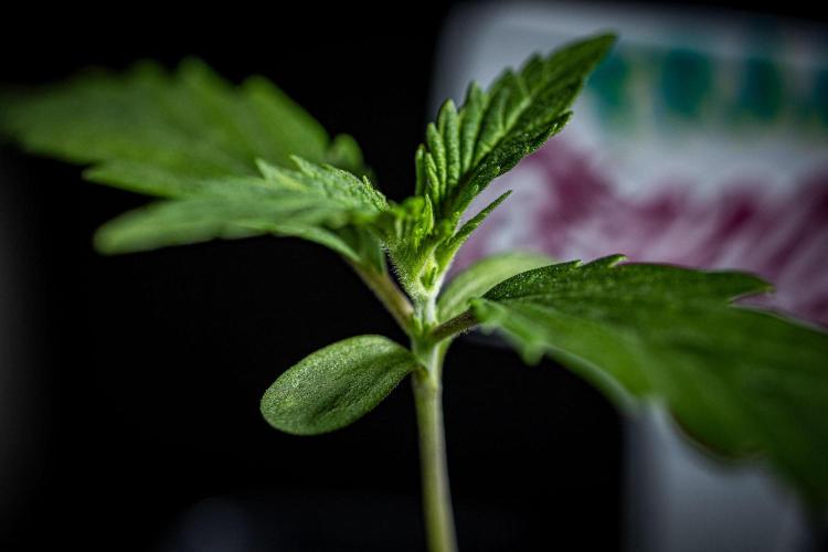 Franco's Fullgas! Green House Seed Co.. Week 1 - Day 7