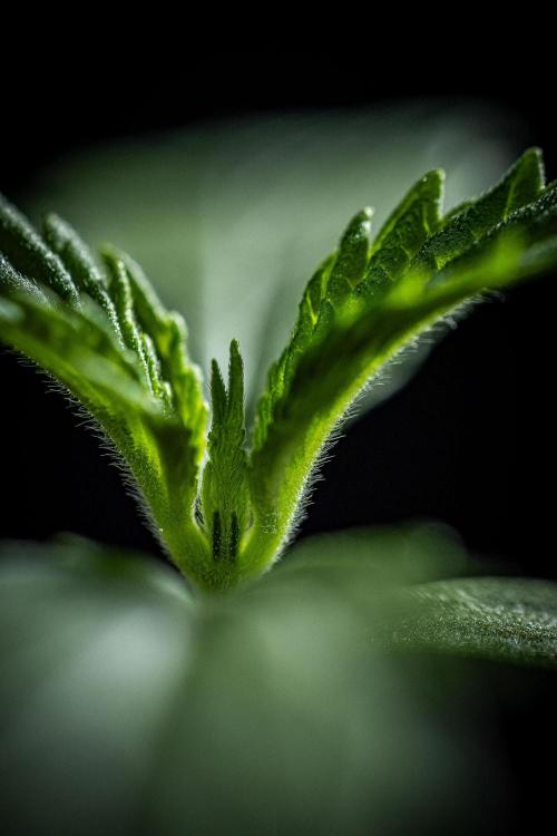 Franco's Fullgas! Green House Seed Co.. Week 1 - Day 7