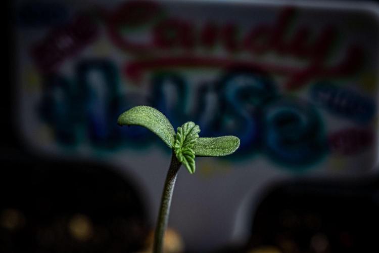 Candy House UKHTA Genetics. Week 1 - Day 1
