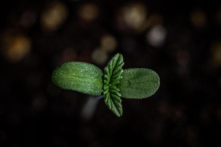Candy House UKHTA Genetics. Week 1 - Day 1