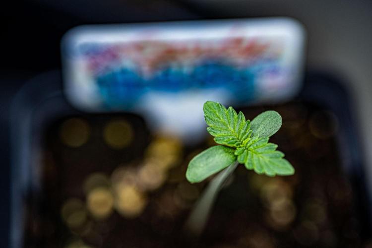 Candy House UKHTA Genetics. Week 1 - Day 3