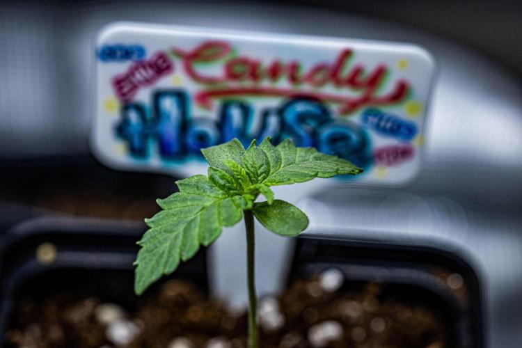 Candy House UKHTA Genetics. Week 1 - Day 5