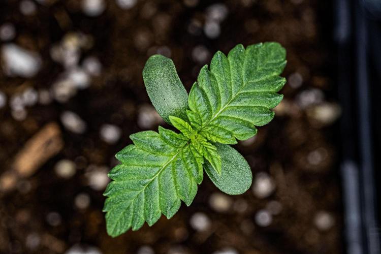 Candy House UKHTA Genetics. Week 1 - Day 5