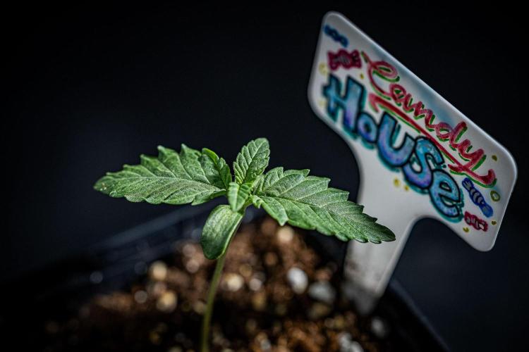 Candy House UKHTA Genetics. Week 1 - Day 7