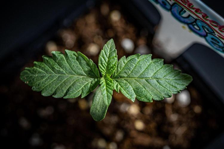 Candy House UKHTA Genetics. Week 1 - Day 7