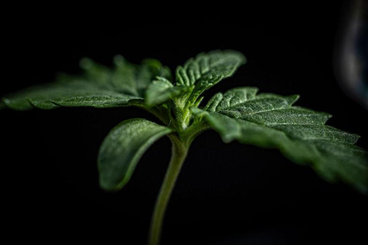 Candy House UKHTA Genetics. Week 1 - Day 7