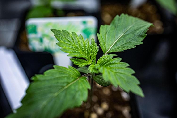Sticky Broccoli Zamnesia EternityGrowCup. Week 2 - Day 9 #1
