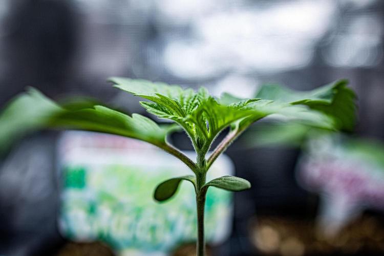 Sticky Broccoli Zamnesia EternityGrowCup. Week 2 - Day 9 #1