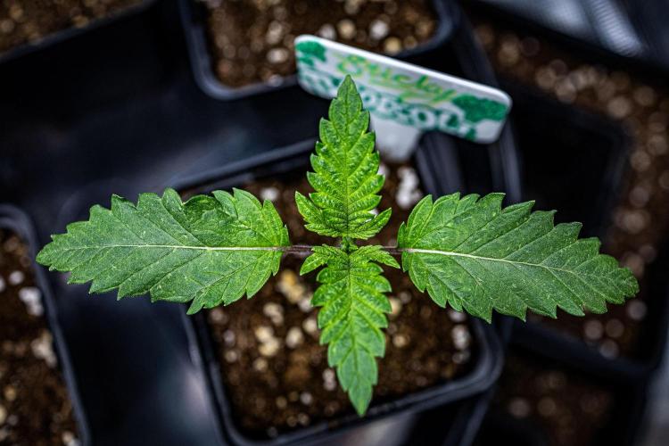 Sticky Broccoli Zamnesia EternityGrowCup. Week 2 - Day 9 #2