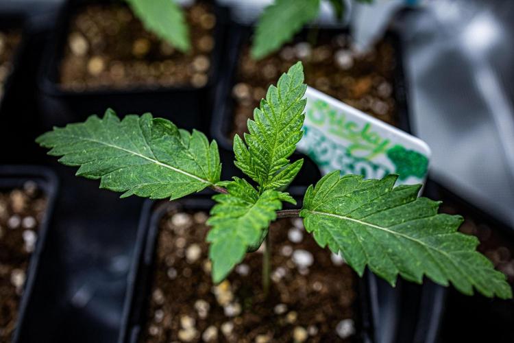 Sticky Broccoli Zamnesia EternityGrowCup. Week 2 - Day 9 #2