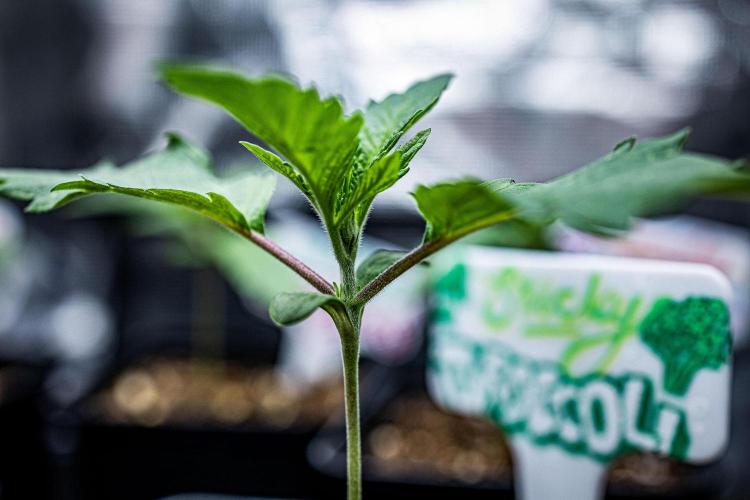 Sticky Broccoli Zamnesia EternityGrowCup. Week 2 - Day 9 #2