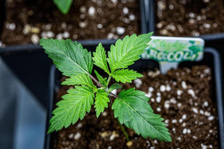 Sticky Broccoli Zamnesia EternityGrowCup. Week 2 - Day 11 #1