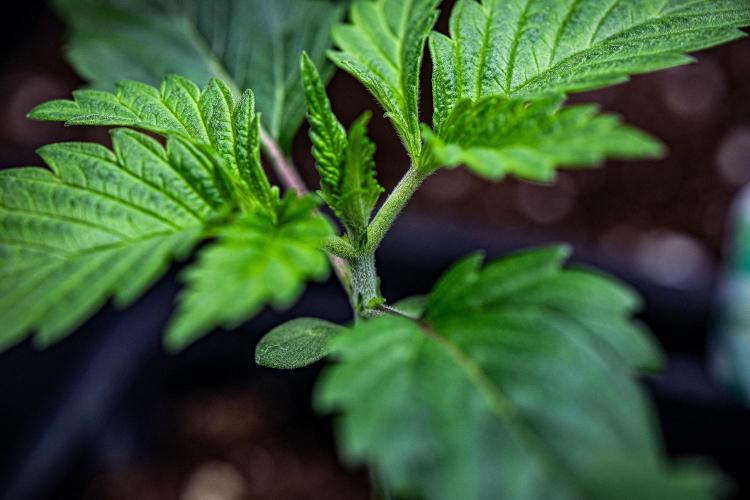 Sticky Broccoli Zamnesia EternityGrowCup. Week 2 - Day 11 #1
