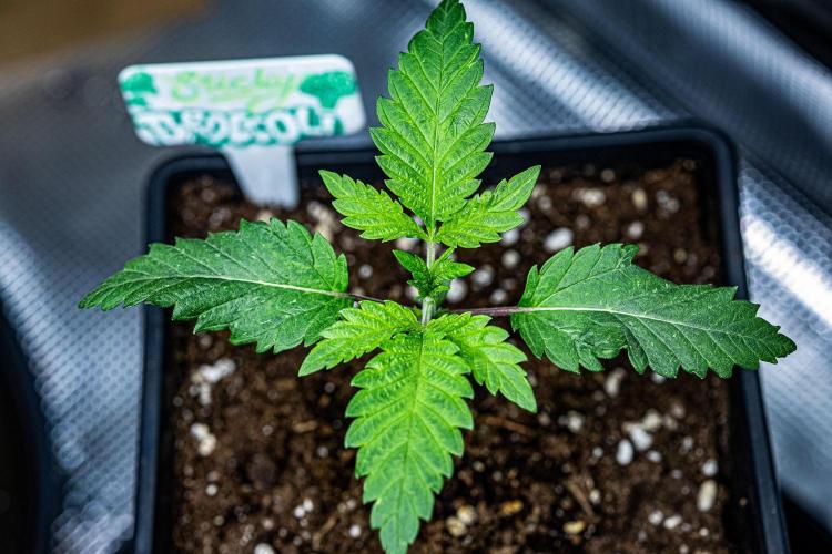 Sticky Broccoli Zamnesia EternityGrowCup. Week 2 - Day 11 #2