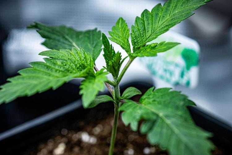 Sticky Broccoli Zamnesia EternityGrowCup. Week 2 - Day 11 #2