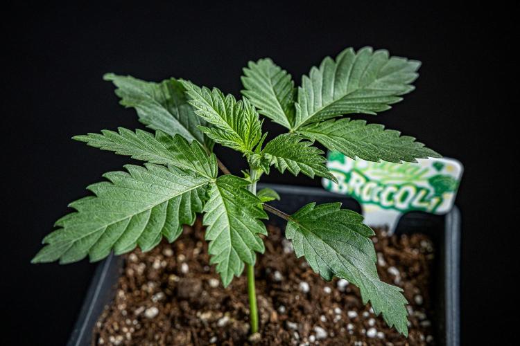 Sticky Broccoli Zamnesia EternityGrowCup. Week 2 - Day 14 #1