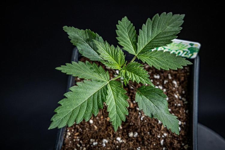 Sticky Broccoli Zamnesia EternityGrowCup. Week 2 - Day 14 #1