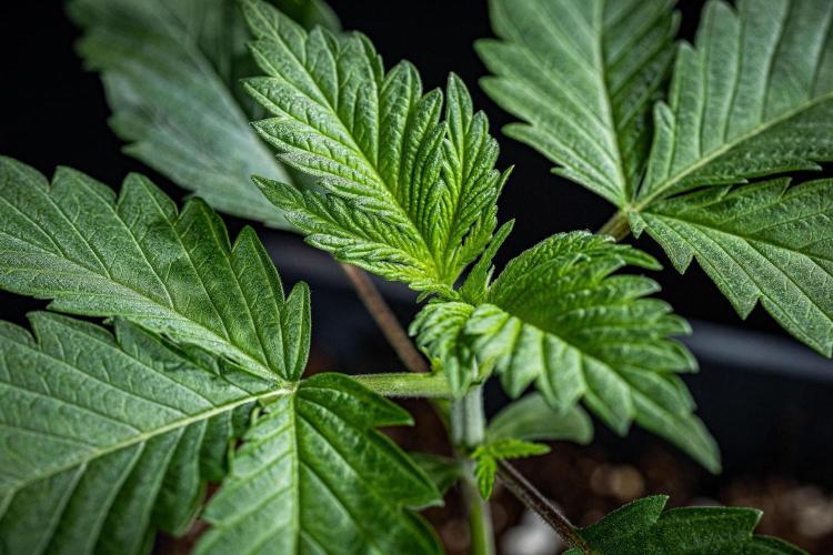 Sticky Broccoli Zamnesia EternityGrowCup. Week 2 - Day 14 #1