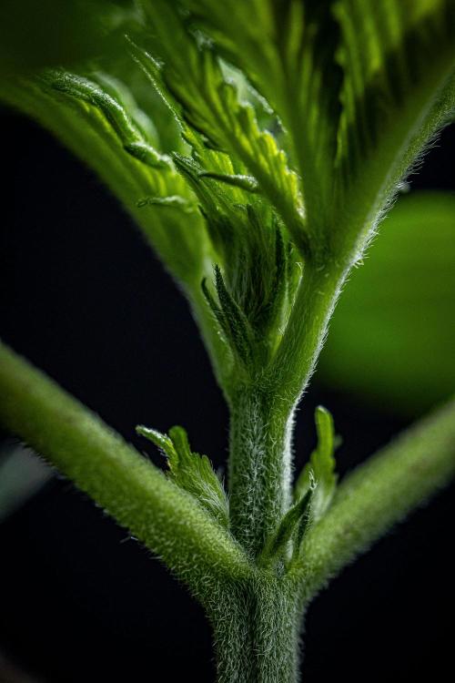 Sticky Broccoli Zamnesia EternityGrowCup. Week 2 - Day 14 #1