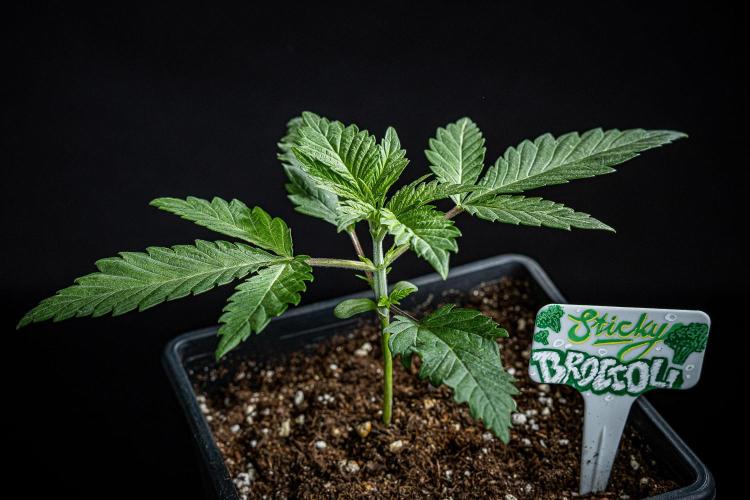 Sticky Broccoli Zamnesia EternityGrowCup. Week 2 - Day 14 #2