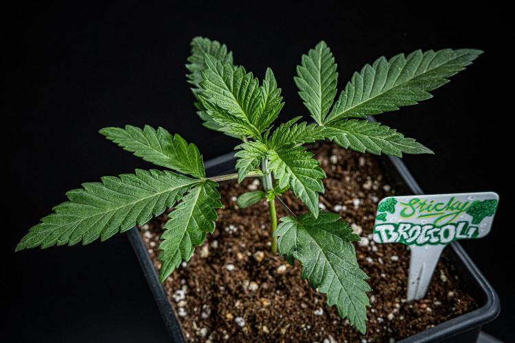 Sticky Broccoli Zamnesia EternityGrowCup. Week 2 - Day 14 #2