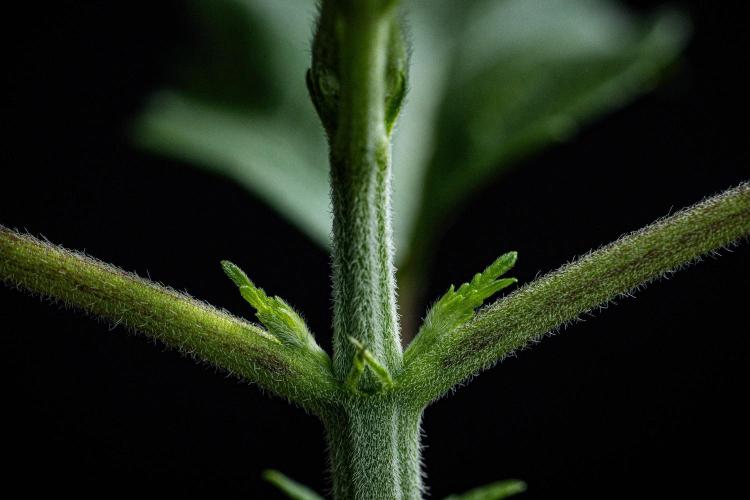 Sticky Broccoli Zamnesia EternityGrowCup. Week 2 - Day 14 #2